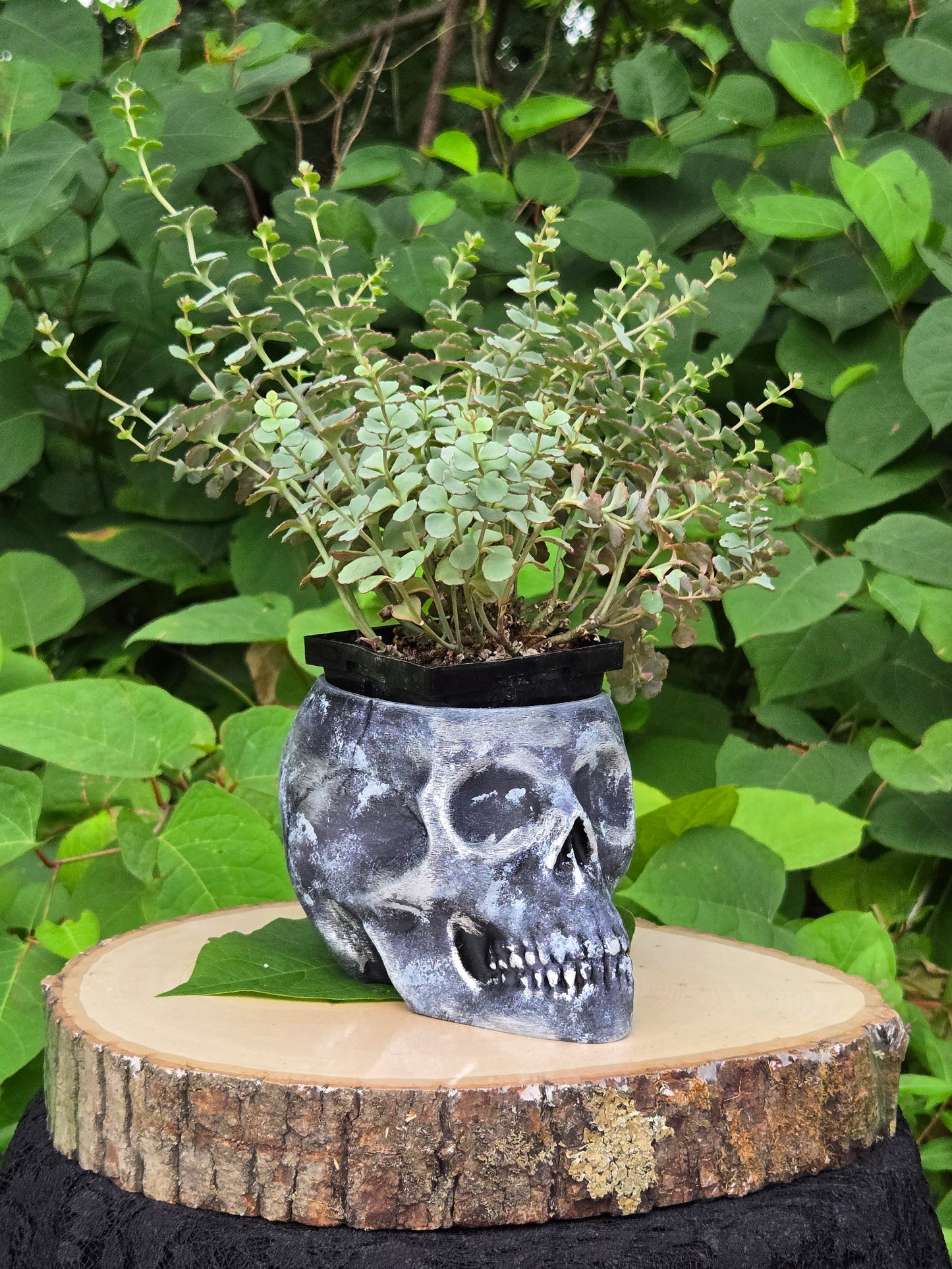 Skull Planter Flowerpot Container Grower Flower Box Jardinière Cachepot